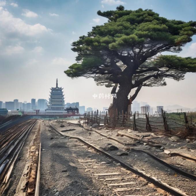 辽宁防风种植的最佳地点是什么?