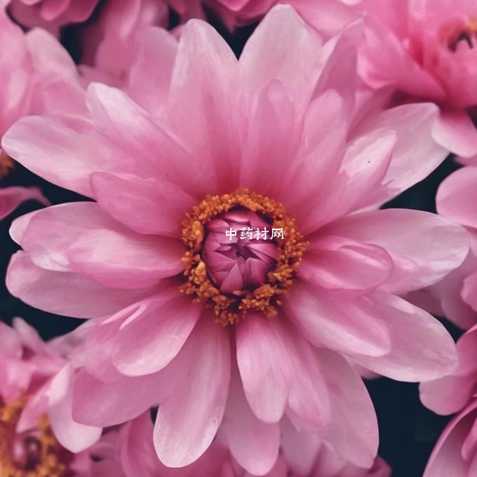 雪菊的花瓣是什么形状?