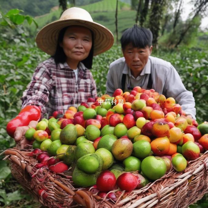 贵州叶上果的采集方式有哪些?