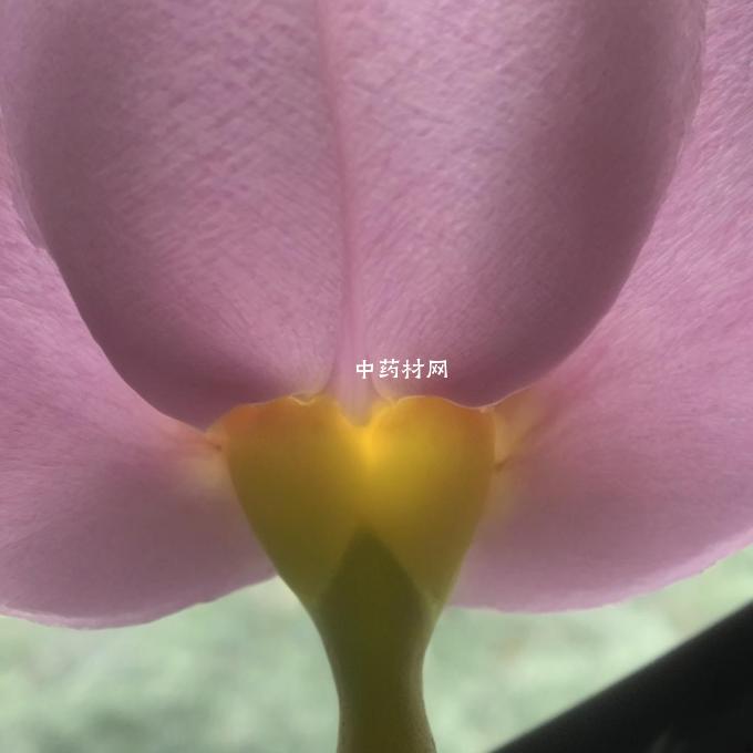 大血藤的花瓣是什么形状?